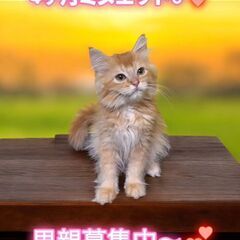 里親募集中！生後4ヶ月ミヌエット♂(⋈◍＞◡＜◍)。✧♡ 
