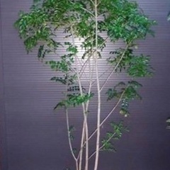 シマトネリコ鉢植え（樹高0.5〜2m）