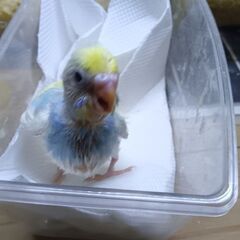 セキセイインコ　11月6日入荷②