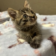 キジトラこねこ