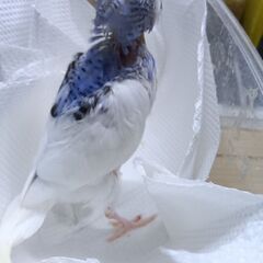 セキセイインコ　11月6日入荷⑤