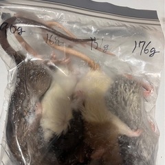 爬虫類の餌
