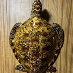 亀の剥製
