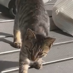 人懐っこいオス猫です🐱