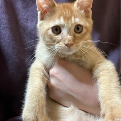 (急遽)飼ってくれる人を探しています
