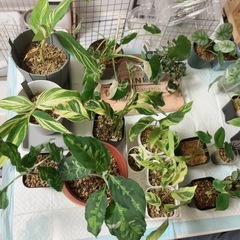 観葉植物