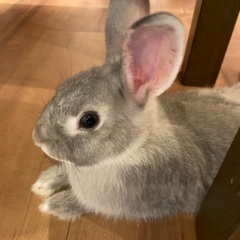 ミニウサギ　6ヶ月前後　女の子