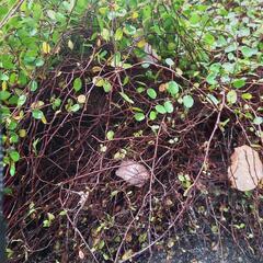 ワイヤープランツの画像