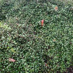 ワイヤープランツ