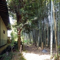 竹藪の竹を伐採します　竹欲しいか方