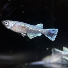 めだか　マリアージュロングフィン　5匹＋オマケ　　の画像