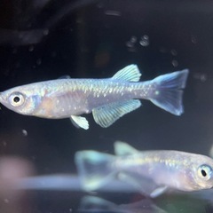 めだか　マリアージュロングフィン　5匹＋オマケ　　の画像