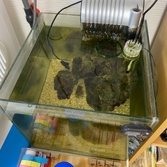 海水魚セット