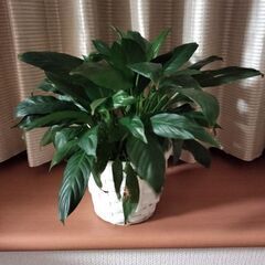 観葉植物　スパティフィラム