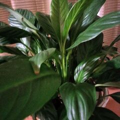 観葉植物　スパティフィラムの画像