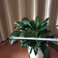 観葉植物　スパティフィラムの画像