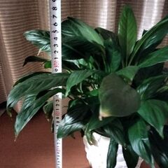 観葉植物　スパティフィラムの画像