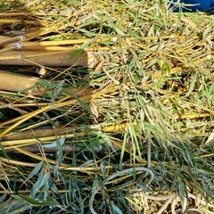 300円　竹ぼうき用の枝・金明孟宗竹の枝　天然記念物入手困難❗️の画像