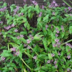 ホトトギス 植物 + 植木鉢の画像