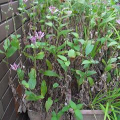 ホトトギス 植物 + 植木鉢の画像