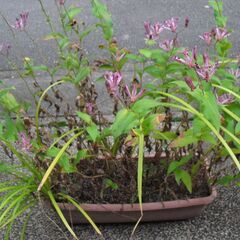 ホトトギス 植物 + 植木鉢の画像