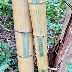 300円　竹ぼうき用の枝・金明孟宗竹の枝　天然記念物入手困難❗️の画像