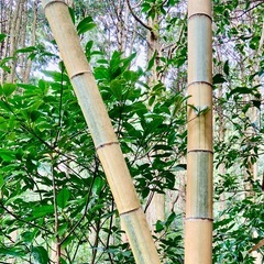 300円　竹ぼうき用の枝・金明孟宗竹の枝　天然記念物入手困難❗️の画像