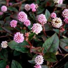 🌸ポリゴナム　ヒメツルソバ🌸　グラウンドカバーに🌸