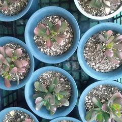 園芸　金のなる木１０鉢苗☆彡今なら半額中にします☆彡