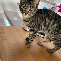 キジトラ猫ちゃん（代理投稿）