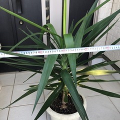 観葉植物　ユッカ　青年の木の画像