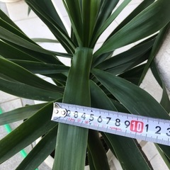 観葉植物　ユッカ　青年の木の画像