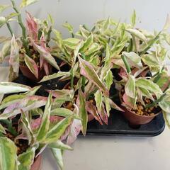多肉植物・大銀竜