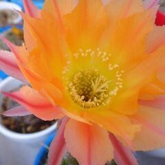 オレンジグラデーション花　サボテン　カキコ　１５個の画像