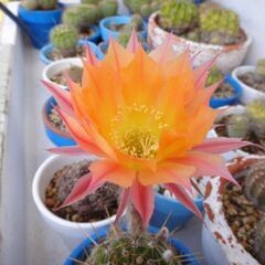 オレンジグラデーション花　サボテン　カキコ　１５個