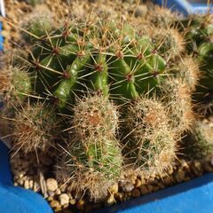 オレンジグラデーション花　サボテン　カキコ　１５個の画像