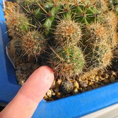 オレンジグラデーション花　サボテン　カキコ　１５個の画像