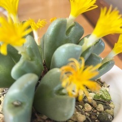 多肉植物 コノフィツム 抜き苗の画像
