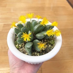 多肉植物 コノフィツム 抜き苗