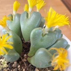 多肉植物 コノフィツム 抜き苗の画像