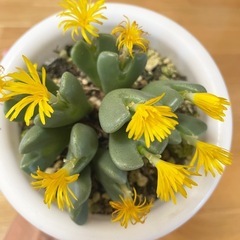 多肉植物 コノフィツム 抜き苗の画像