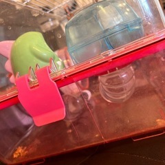 ハムスター　飼育セットの画像