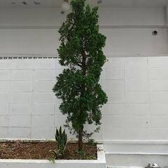 植木