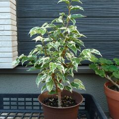 ベンジャミン　観葉植物　斑入り　①
