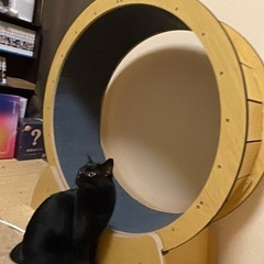 キャットホイール 120（猫用しつけ用品）の商品一覧｜猫用品 | ペット用品、生き物 通販 - Yahoo!ショッピング