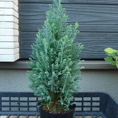 《お取引中》コニファー　植物苗　 針葉樹   ①