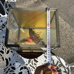 五円玉　宝船　ガラスケース付き　インテリア　オブジェ　アンティーク　縁起物　　玄関　オブジェ　置物　船の画像