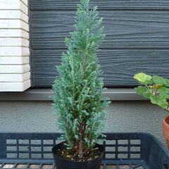 《お取引中》コニファー　植物苗　 針葉樹 ②