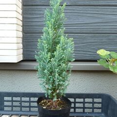 《お取引中》コニファー　植物苗　 針葉樹 ③
