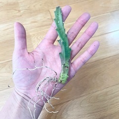 多肉植物 スタペリア2つの画像